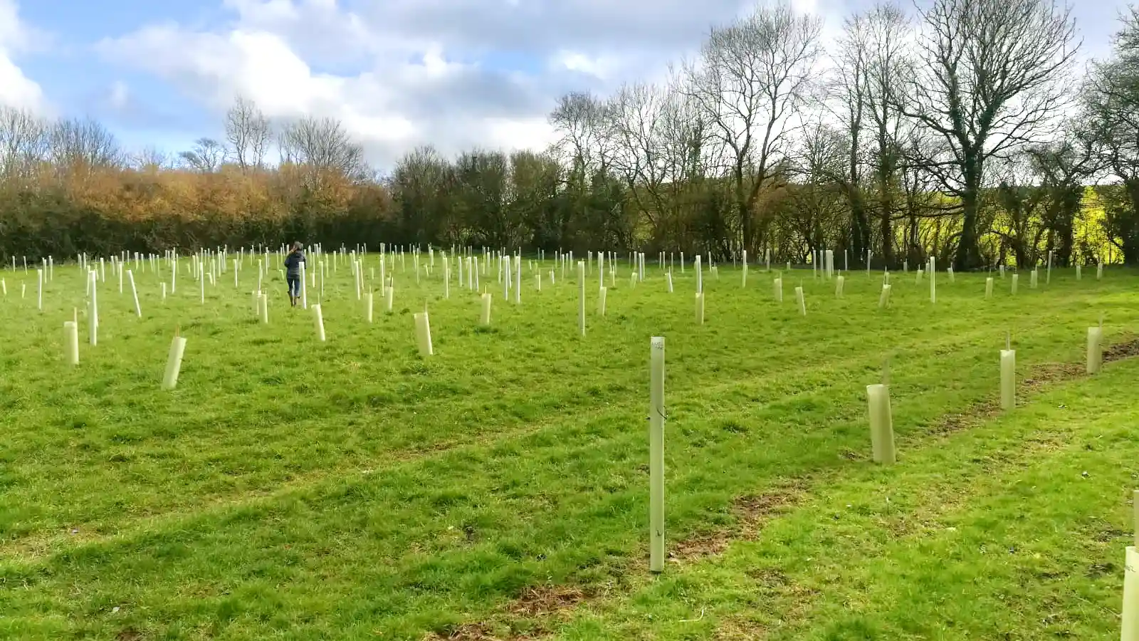 young trees planted
