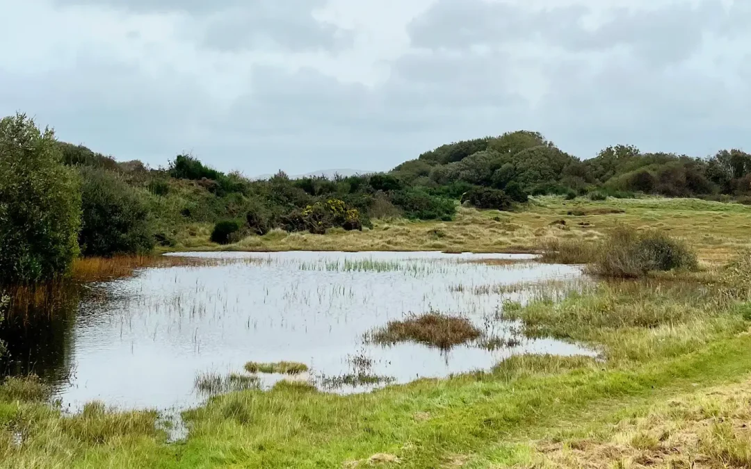 Volunteering with the RSPB in Cumbria